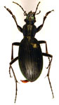  Ceroglossus darwini darwini