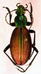  Ceroglossus magellanicus boeufi