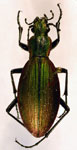  Ceroglossus magellanicus magellanicus