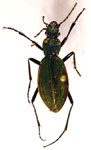  Ceroglossus ochsenii ochsenii