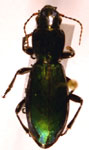  Creobius eydouxii