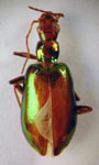 Plagiotelum irinum Solier, 1849 