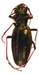 Pycnochila fallaciosa (Chevrolat, 1854)