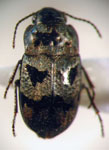  Systolosoma brevis