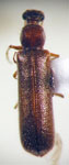  Chilenius tabulifrons