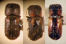 Micrapate wagneri