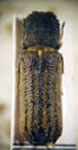 Neoterius pulvinatus