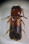 Scobicia chevrieri