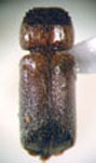  Xyloperthella picea