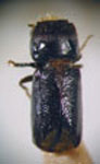 Xyloprista arcellata