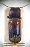  Xyloprista praemorsa