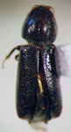  Prostephanus sulcicollis