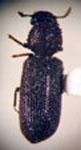 Stephanopachys substriatus