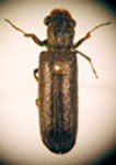  Melalgus rufipes