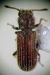 Minthea rugicollis