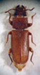 Phyllyctus gounellei