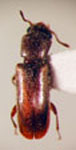 Trogoxylon punctatum