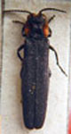  Agrilus dilaticornis