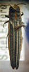  Agrilus puellus