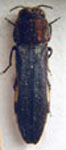  Agrilus vianai