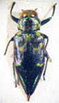  Actenodes nobilis                                                          