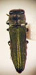  Agrilaxia chlorana