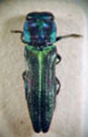  Agrilaxia decipiens