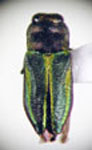  Bilyaxia cordillerae