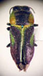  Bilyaxia obscurata