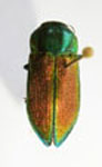  Anthaxioides aurora