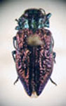  Chrysobothris bothrideres pehuenche