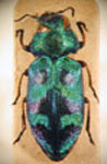  Chrysobothris cupreipes