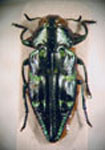  Chrysobothris frontalis