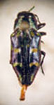  Chrysobothris richteri