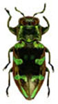  Chrysobothris sp. 1 