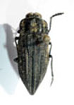  Ectinogonia angulicollis