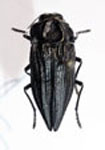  Ectinogonia chalyboeiventris chalyboeiventris