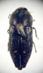  Neocypetes guttulata