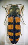  Lasionota (Nelsonozodes) bachmanni