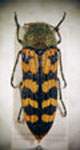  Lasionota (Lasionota) acutipennis