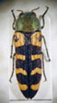  Lasionota (Lasionota) robustus