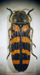  Lasionota (Dactylozodes) quadrizonata