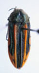  Lasionota (Nelsonozodes) semivittata