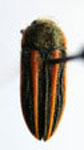  Lasionota (Nelsonozodes) stenoloma