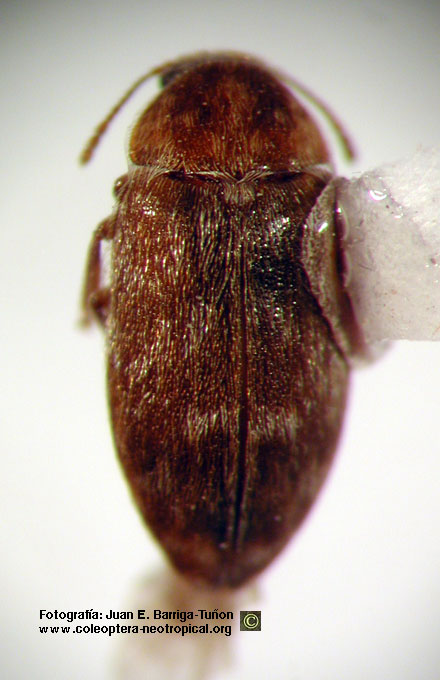 Xerasia sp