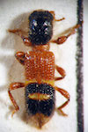  Enoclerus sp. 10