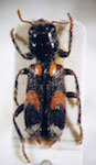  Enoclerus sp. 11