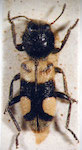  Enoclerus sp. 12