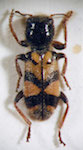  Enoclerus sp. 13