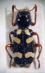  Enoclerus sp. 14